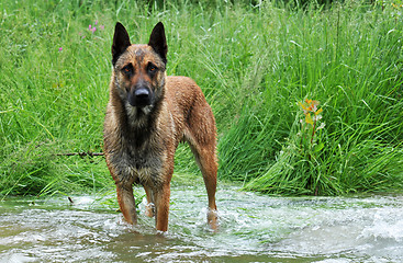 Image showing malinois in river