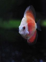Image showing young discus