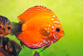 Image showing discus