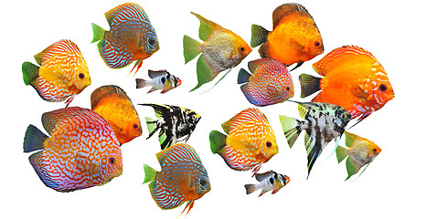 Image showing group of fishes