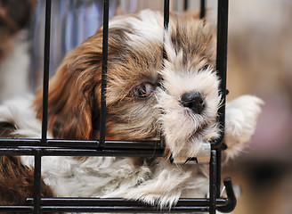 Image showing puppy shihtzu in cage