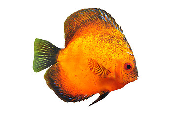 Image showing young discus