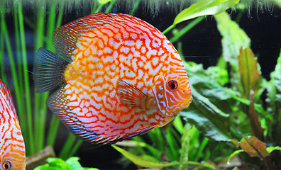 Image showing discus