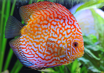 Image showing discus