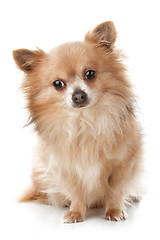 Image showing Sad chihuahua sitting in front of white background 