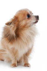 Image showing Chihuahua dog portrait close-up on white background 