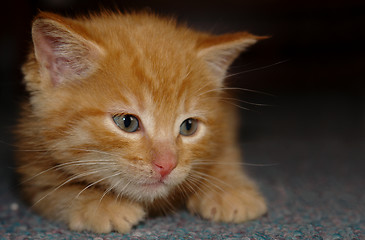 Image showing the kitten