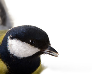 Image showing The  titmouse largely