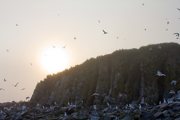 Image showing The bird's rock and sunset