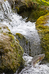 Image showing The humpback salmon rises upwards on falls