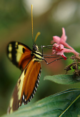 Image showing ecuadorian butterfly