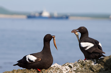 Image showing Pair of the Pigeon Guillemots with small fishes