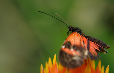Image showing ecuadorian butterfly