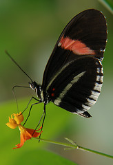 Image showing ecuadorian butterfly