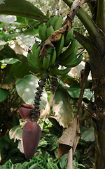 Image showing banana tree flower