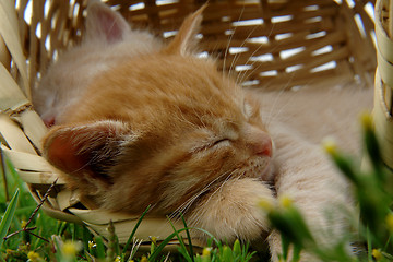 Image showing two sleeping kittens