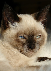 Image showing the siamese kitten