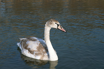 Image showing Swan wild swimming alone on winter lake