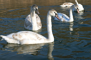 Image showing Swan wild swimming on winter lake