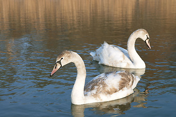 Image showing Swan couple wild beautiful swimming on winter lake