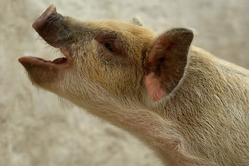 Image showing the pig