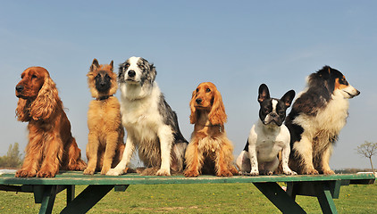 Image showing five little dogs