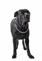 Image showing italian mastiff