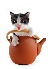 Image showing kitten in teapot