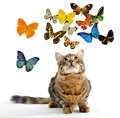 Image showing young norwegian cat and butterfly