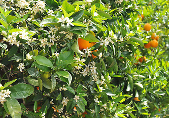 Image showing orange blossom