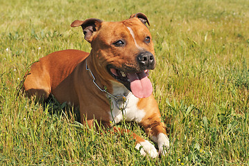 Image showing staffordshire bull terrier
