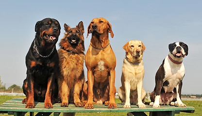 Image showing five big dogs