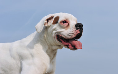 Image showing white boxer