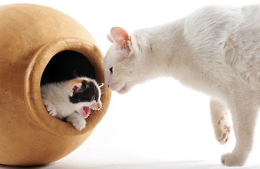 Image showing cat and kitten in pot