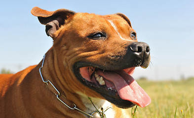 Image showing staffordshire bull terrier