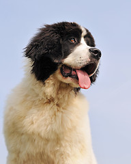 Image showing puppy landseer
