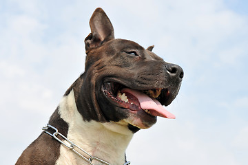 Image showing american staffordshire terrier