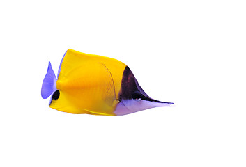 Image showing Yellow Longnose Butterflyfish