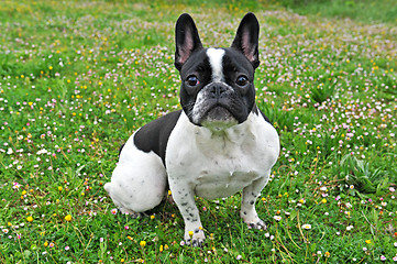 Image showing french bouledogue