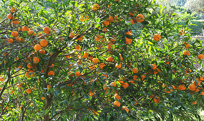 Image showing orange fruit