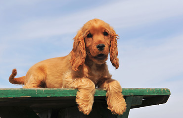 Image showing puppy cocker spaniel