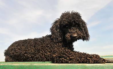 Image showing black poodle