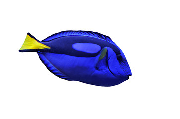 Image showing Wedgetailed Blue Tang (Paracanthurus hepatus) 