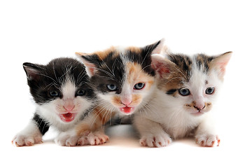 Image showing three kitten