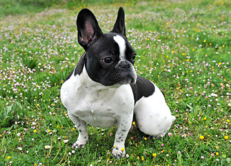 Image showing french bouledogue