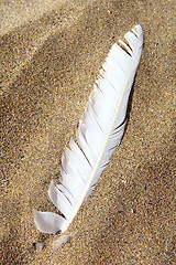 Image showing Beach Feather