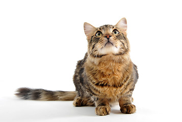 Image showing looking  cat