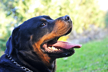 Image showing rottweiler