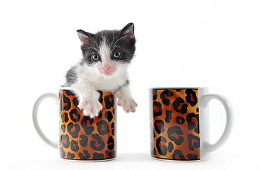 Image showing kitten in a cup of tea