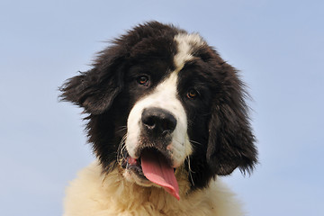 Image showing puppy landseer